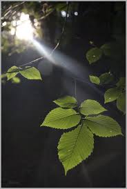 Solstråle på blad